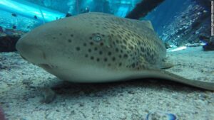 Hiu Zebra Kembali ke Raja Ampat, Langkah Konservasi Laut Jadi Perhatian